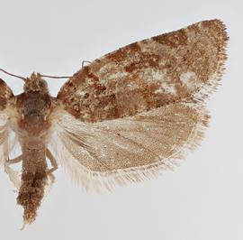  Female. © Loren Jones. Photo used with permission.
